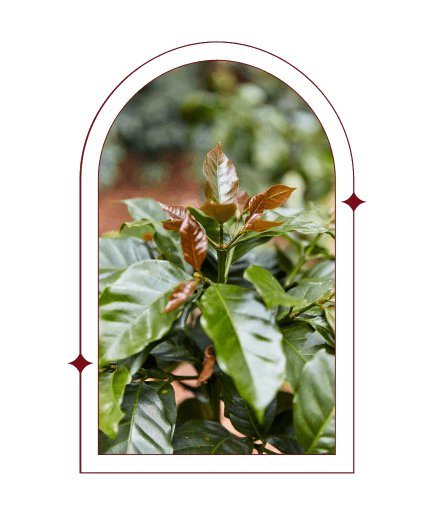 Day 10 | Colombia Gesha Raquel Lasso Finca La Bohemia