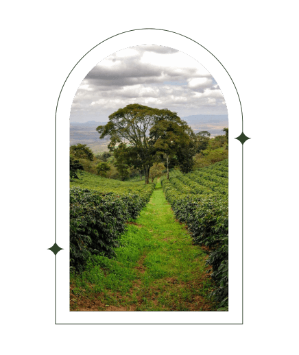 Day 5 | Tanzania Gesha Vohora Karatu Blend