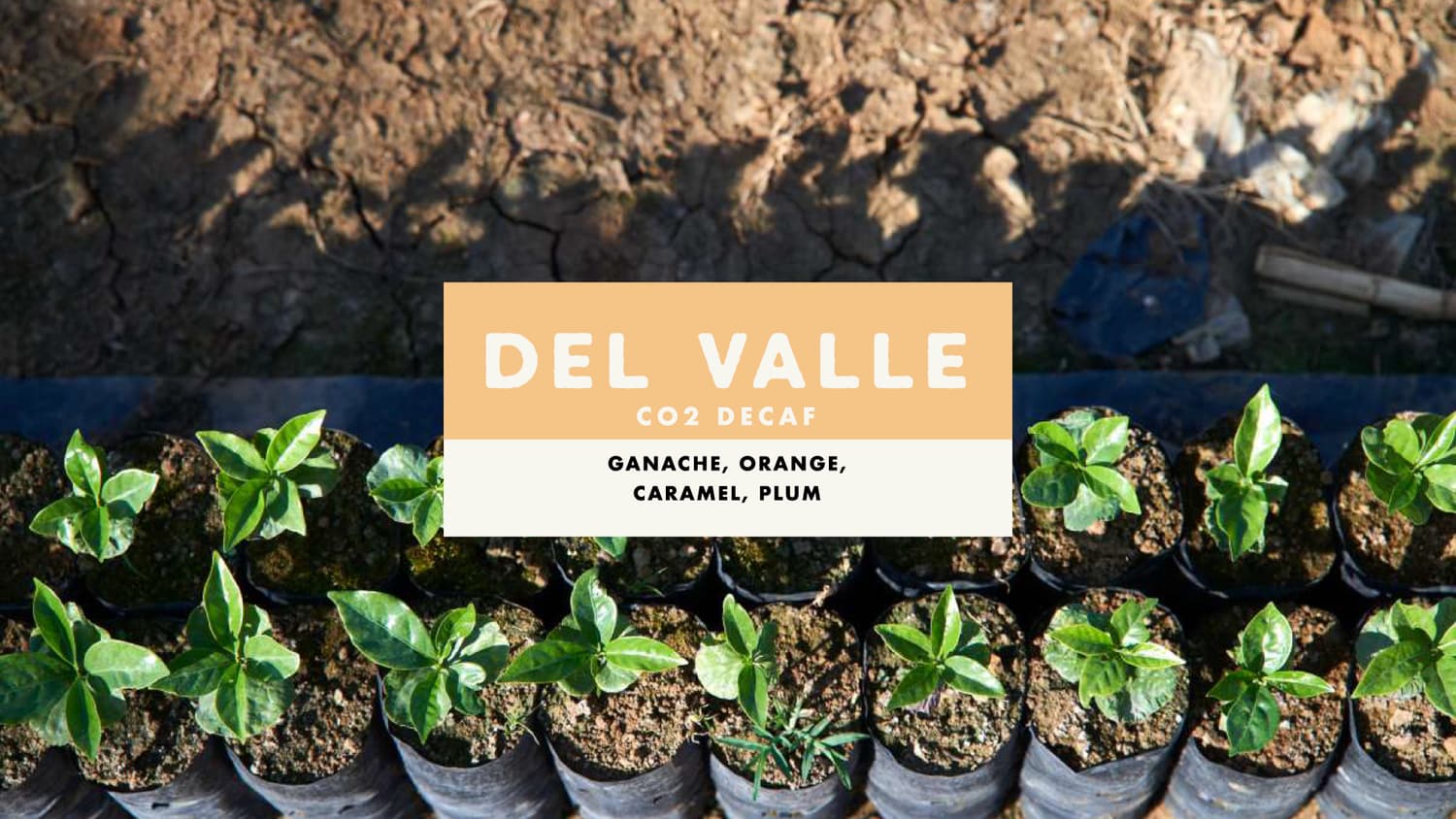 Del Valle co2 process Decaf Coffee Guatemala Primavera Single Origin