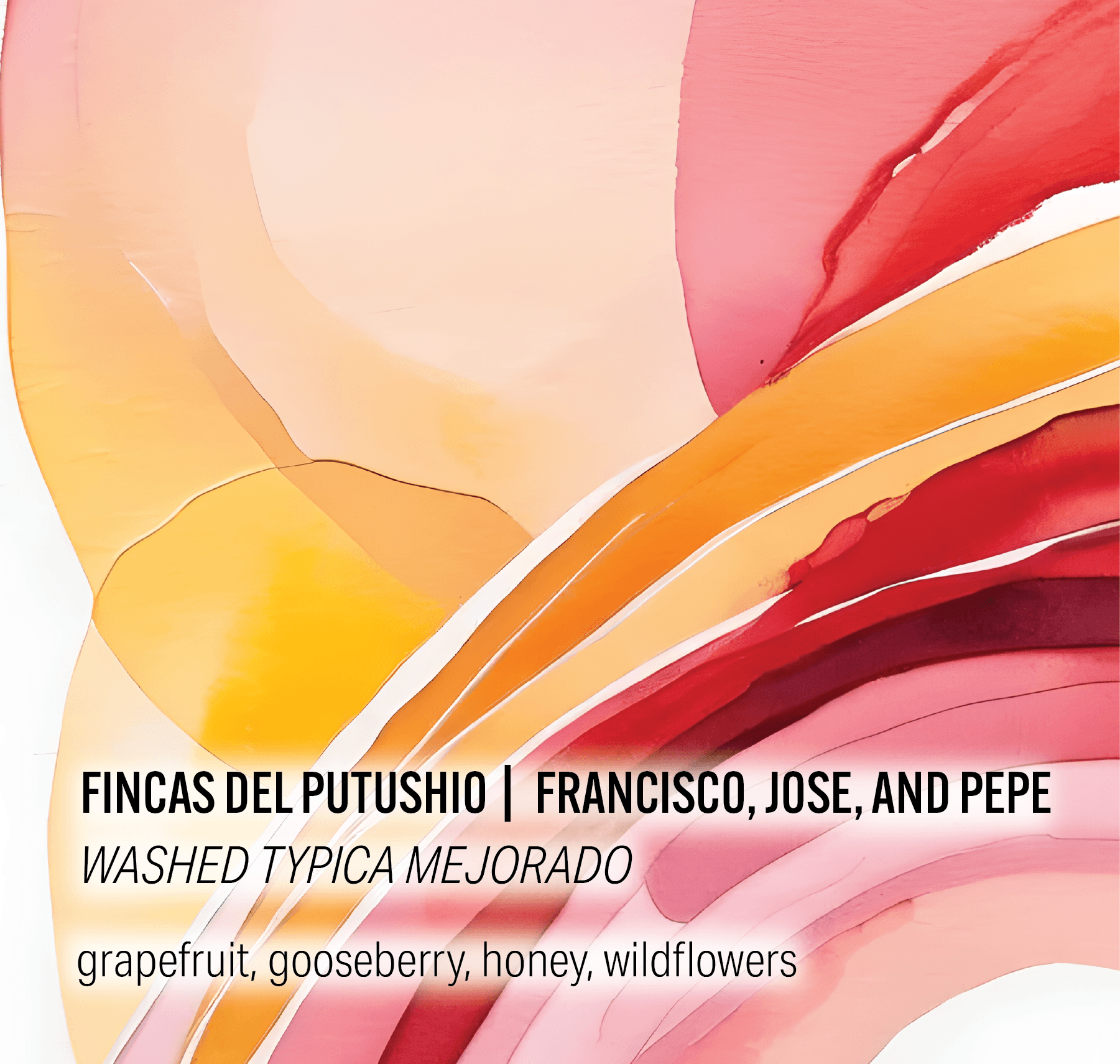 Fincas Del Putushio - Washed Typica Mejorado - Ecuador