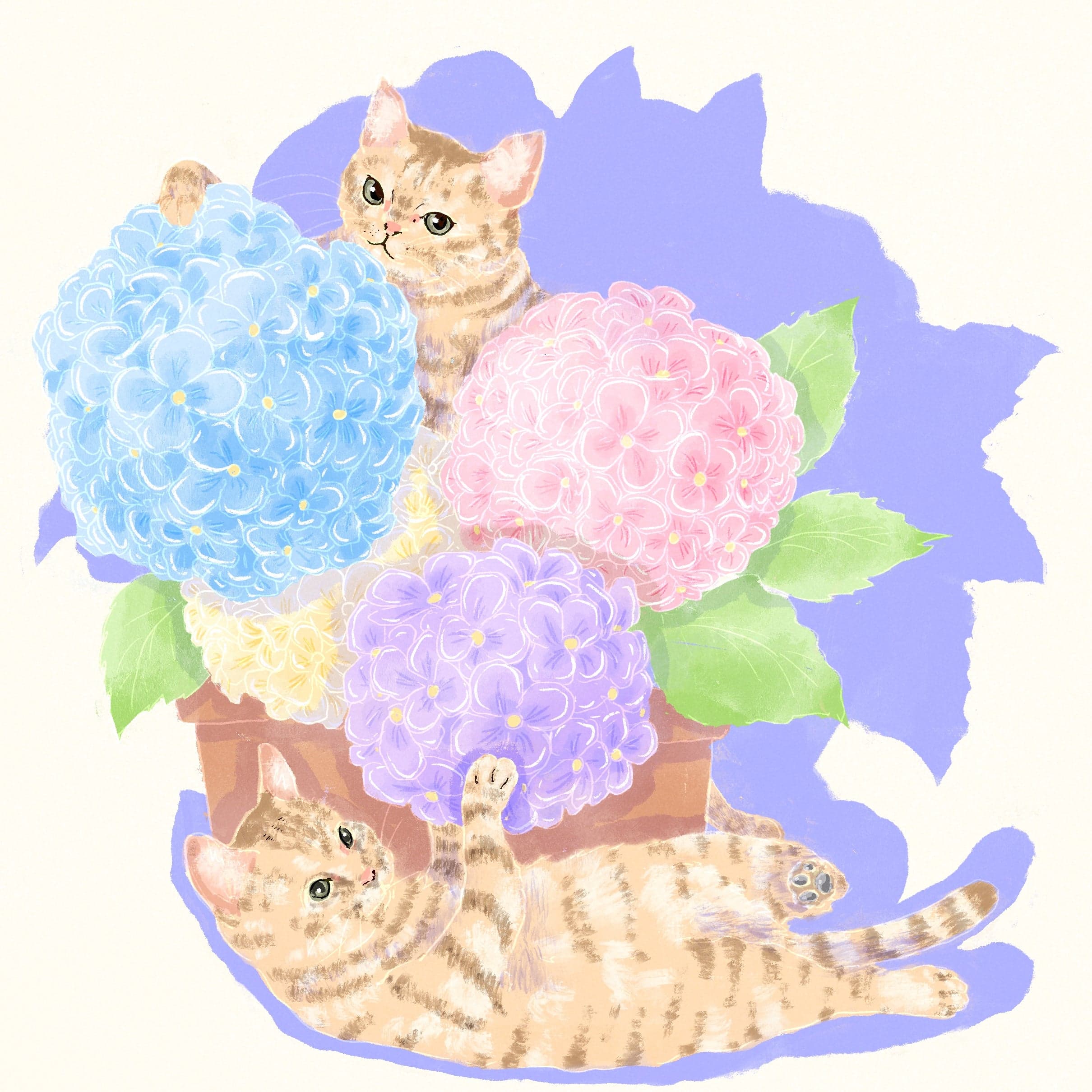 Gesha - Washed 904 NWS - Finca Nuguo