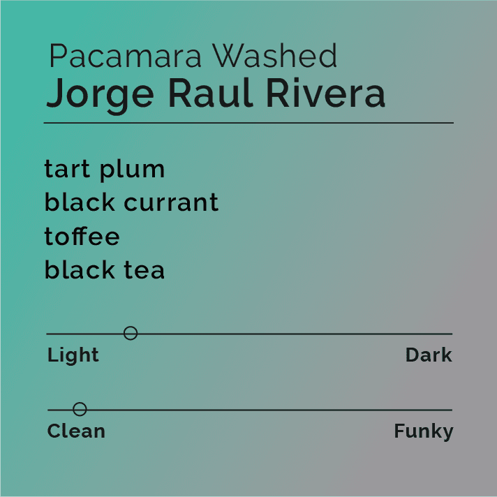 Jorge Raul Rivera Pacamara Washed